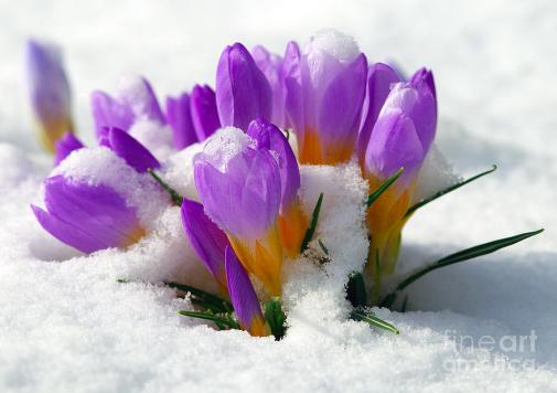 purple-crocuses-in-the-snow-sharon-talson